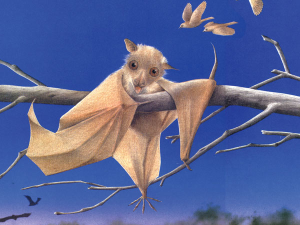 The CSI CFA will host Stellaluna, the story of a baby bat who begins to question her true identity.