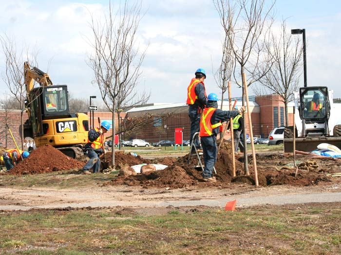 Approximately 1,550 new trees will be planted on the College of Staten Island's 204-acre campus. 